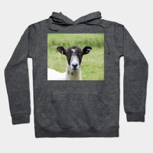 Ewe Lookin At Me? Hoodie